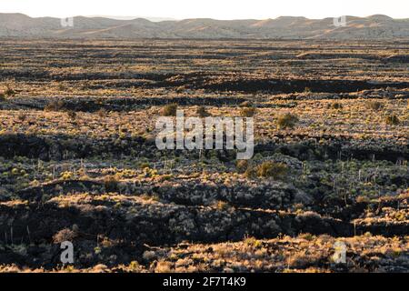 Desert vegetation growing in the fields of pahoepoe lava in the Valley of FIres Recreation Area, New Mexico.  The Oscura Mountains are in the distance Stock Photo