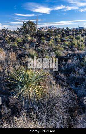 Commom Sotol growing in the lava fields of Valley of FIres Recreation Area, New Mexico.  Its tall flower spike resembles a yucca, but it is actually i Stock Photo