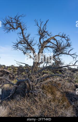 The dead skeleton of a One Seed Juniper, Juniperus monosperma, in the lava feilds of Valley of FIres Recreation Area, New Mexico. Stock Photo
