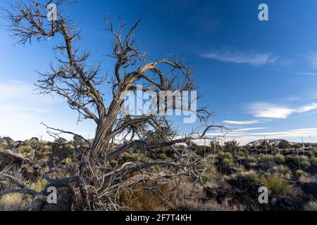 The dead skeleton of a One Seed Juniper, Juniperus monosperma, in the lava feilds of Valley of FIres Recreation Area, New Mexico. Stock Photo