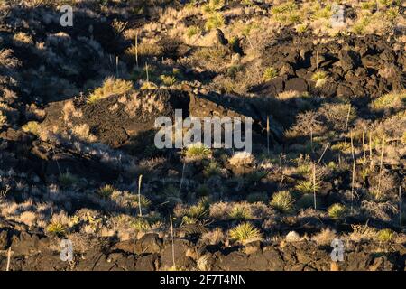 Commom Sotol growing in the lava fields of Valley of FIres Recreation Area, New Mexico.  Its tall flower spike resembles a yucca, but it is actually i Stock Photo