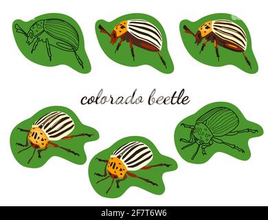 linear and flat vector images of the Colorado potato beetle in profile and isometric Stock Vector