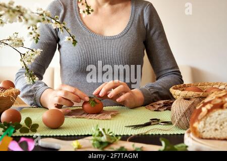 Woman decorating Easter eggs with fresh plants - preparation for dyeing with onion peels Stock Photo
