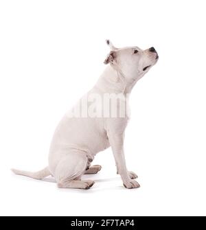 Female white american staffordshire isoled sitting on white background Stock Photo