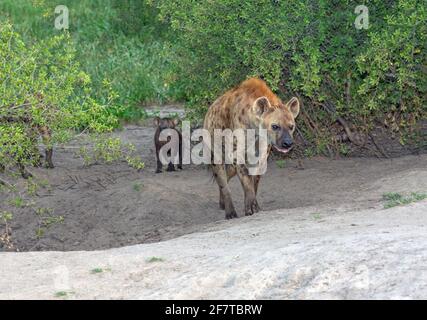 Spotted Hyaena (Crocuta crocuta). Female approaching, mother with a single young cub or pup or baby. Entrance to below ground communal den on the left. Stock Photo