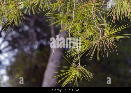 Detail of pine leaves against a green and blue background on a sunny day Stock Photo