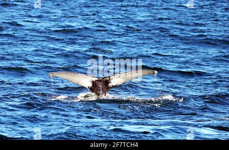 A whale fluke is displayed in the waters off of the Jersey Shore on a bright sunny morning in deep blue water. Stock Photo