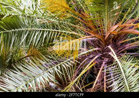 Close-up of the leaves and trunk of a palm tree on a sunny day Stock Photo