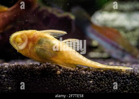 Closeup shot of a Gold Ancistrus albino in a freshwater aquarium Stock Photo