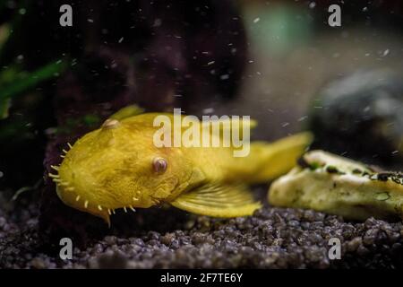 Closeup shot of a Gold Ancistrus albino in a freshwater aquarium Stock Photo