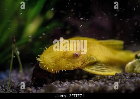 Closeup shot of a Gold Ancistrus albino in a freshwater aquarium Stock Photo