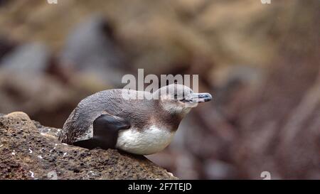 Galapagos penguin (Spheniscus mendiculus) lying on a rock at Punta Vincente Roca, Isabela Island, Galapagos, Ecuador Stock Photo