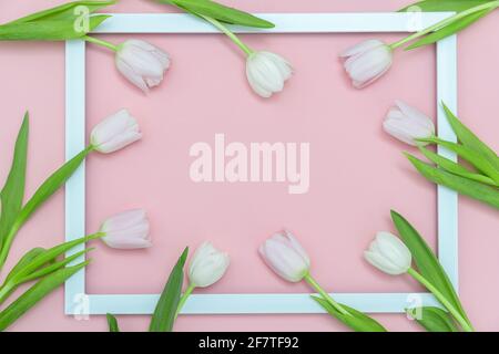 Light wooden frame with many white tulips are on the pink background. Top view, copy space. Stock Photo
