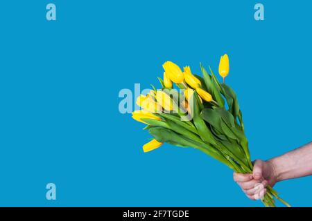The mans hand holds a bouquet of yellow tulips on a blue background Stock Photo