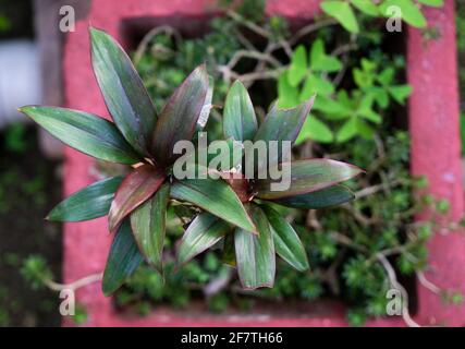 A close up shot of Tradescantia spathacea, the boatlily or Moses-in-the-cradle. Stock Photo