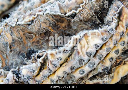 Frost on decaying saguaro cactus detail Stock Photo