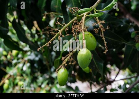 A close up shot of a raw mango hanging on a tree .Mangifera indica commonly known as mango. A shot of fruit bearing tree with small mangoes and its fl Stock Photo