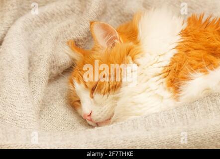 Pretty adult red cat sleeps comfortably under grey home blanket Stock Photo