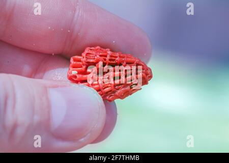 Real fragment of oceanic red coral in fingers at sunny day Stock Photo