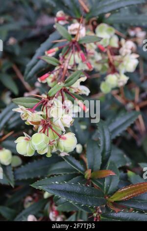 Berberis julianae Wintergreen barberry – small pale green white edged bell-shaped flowers and spiny leaves,  April, England, UK Stock Photo