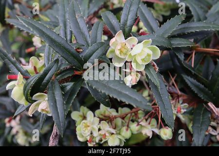 Berberis julianae Wintergreen barberry – small pale green white edged bell-shaped flowers and spiny leaves,  April, England, UK Stock Photo