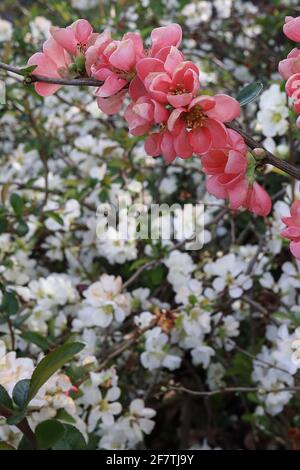 Chaenomeles speciosa ‘Eximia’ Japanese flowering quince Eximia – coral pink flowers and small ovate leaves,  April, England, UK Stock Photo