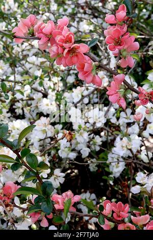 Chaenomeles speciosa ‘Eximia’ Japanese flowering quince Eximia – coral pink flowers and small ovate leaves,  April, England, UK Stock Photo