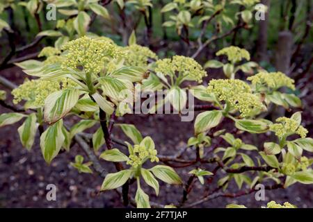 Cornus controversa Variegata Wedding cake tree – flowerbud clusters with variegated leaves,  April, England, UK Stock Photo