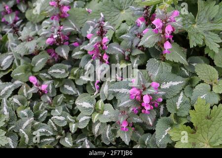 Lamium maculatum ‘Roseum’ spotted dead nettle Roseum – pink hooded flowers and hairy ovate leaves with wide white central stripe,  April, England, UK Stock Photo