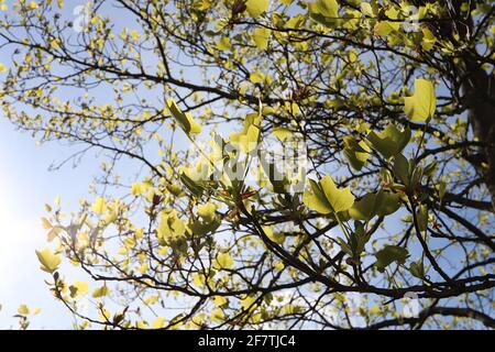 Liriodendron tulipifera  tulip tree – tulip-shaped fresh green leaves on pendulous branches,  April, England, UK Stock Photo