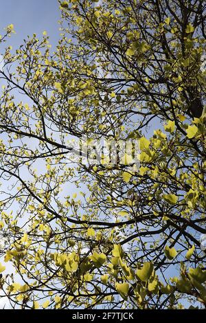 Liriodendron tulipifera  tulip tree – tulip-shaped fresh green leaves on pendulous branches,  April, England, UK Stock Photo