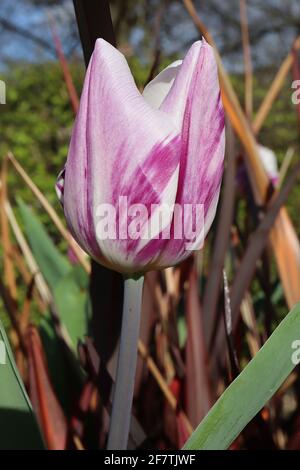 Tulipa ‘Flaming Flag’  Triumph tulip 3 Flaming Flag tulip – white flowers, purple flames,  April, England, UK Stock Photo