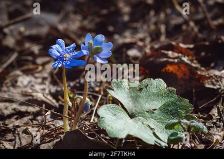 Hepatica nobilis (Anemone hepatica) blue flowers in spring forest Stock Photo