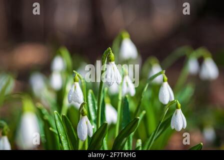 Group of white Snowdrops in the morning forest - Galanthus nivalis in spring Stock Photo