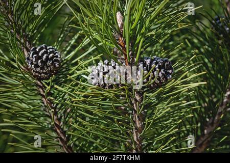 Mountain pine branches with cones in sunlight - Pinus mugo Turra Stock Photo