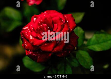 Selective focus shot of a red rose with water droplets Stock Photo