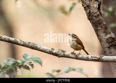 Carolina wren (Thryothorus ludovicianus) - Brevard, North Carolina, USA Stock Photo