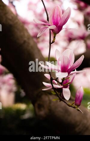 A magnolia tree branch with full of buds isolated on white Stock Photo ...