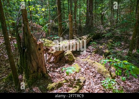 Eau Claire Gorge and waterfalls Calvin Ontario Canada in summer Stock Photo