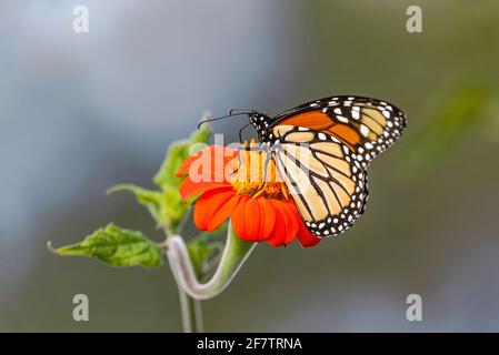 A Monarch Butterfly sitting on top of a bright orange Mexican Sunflower with an undulating, wavy stem, viewed closely from an unusual angle. Stock Photo