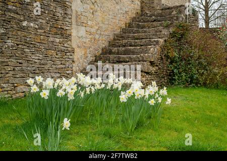 Spring daffodils next to stone house steps in the cotswold village of Coln St Dennis, Gloucestershire, Cotswolds, England Stock Photo