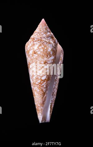 Glory of the sea cone shell. Shell of a glory of the sea cone shell ...