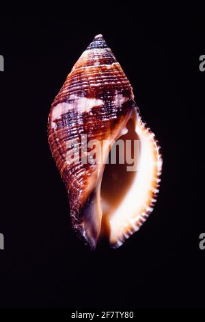 The Sertum Rock Shell, Nassa serta, a predatory sea snail found in the Red Sea and Indo-Pacific Oceans. Stock Photo