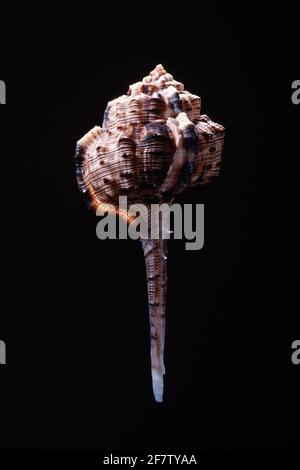 Snipe's Bill Murex, Haustellum haustellum, is a predatory sea snail found in the Red Sea and the Indo-West Pacific region. Stock Photo