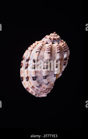 The Articulate Harp Shell, Harpa articularis, is a predatory sea snail found in the Indian Ocean to the West Pacific as far as Fiji. Stock Photo