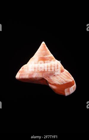 The Emperor's Slit Shell, Mikadotrochus hirasei, is found only in deep water off Japan and the Philippines. Stock Photo