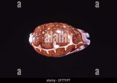 Map Cowry, Leporicypraea mappa, a sea snail found in teh Red Sea, East Africa and the Western Paciific. Stock Photo