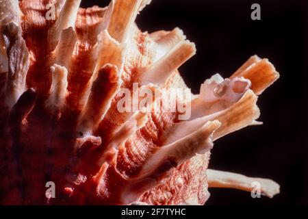 Detail of a Thorny or Spiny Oyster, Spondylus species, found on the Pacific coasts of Mexico through South America. Stock Photo