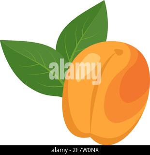 Apricot fruit icons set. Stock Vector