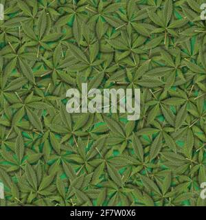 seamless pattern of green fresh cannabis sativa leaves (marijuana). Can be tiled Stock Photo